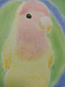 手描きイラスト コザクラインコの絵　色鉛筆画　　　パステル画