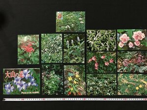 ｗ◇　絵葉書　大山の花　12枚入　未使用　ポストカード　絵はがき　観光　/t-G00②