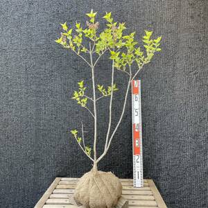  lilac / pink [ product number 1614] garden tree * plant * potted plant 