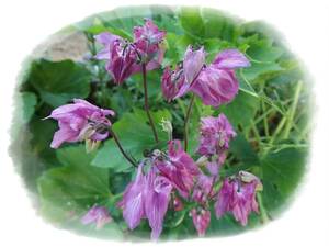 おだまき　ピンク　60粒　オダマキ　耐寒性多年草　種　5年自家採取　花が大好き