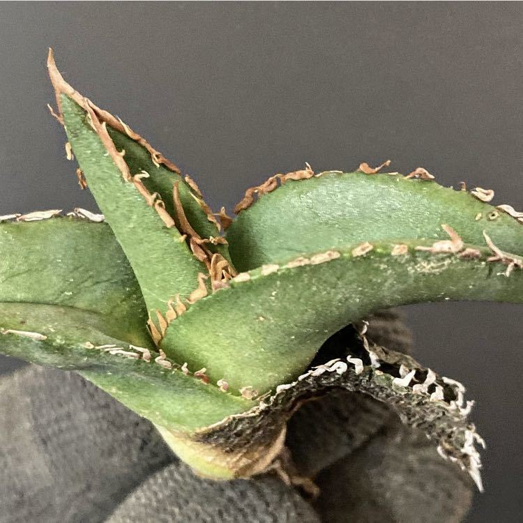 即日発送】 チタノタ ドワーフ 種子 200粒 植物 | oceanlending.com
