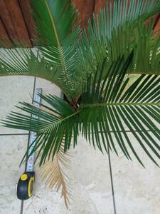 ソテツ　2株set！　蘇鉄　Cycas revoluta　Japanese sago palm　ソテツ科　ソテツ属