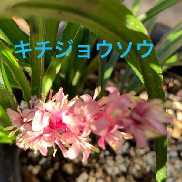 キチジョウソウ 吉祥草 1株