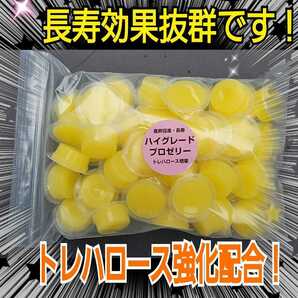 クワガタ、カブトムシの餌はコレ！ハイグレードプロゼリー【50個】食べやすいワイドカップ☆トレハロース強化！産卵促進・長寿効果抜群です