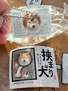 挟まり犬 ガチャガチャ 柴犬 キーホルダー 学習帳