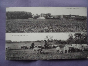 C52　絵葉書　公主嶺畜産試験場の羊群　公主嶺農事試験場全景　戦前