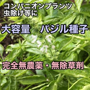 バジル　ハーブ　種子　無農薬　大量　コンパニオンプランツ　虫除け　食用