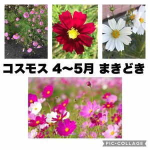 コスモス　秋桜　濃ピンク　ピンク　白　種　50粒