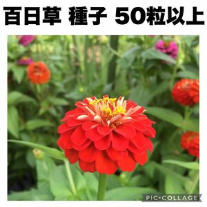 百日草　ジニア　赤　ピンク　50粒以上　種子　シード　彼岸　盆