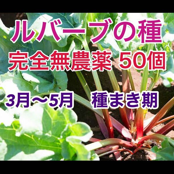 ルバーブ　種　完全無農薬　無除草剤　　オーガニック　50個