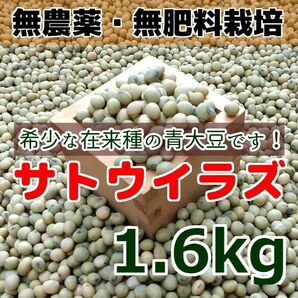希少 在来種 青大豆 無農薬無肥料栽培 サトウイラズ 1.6kg