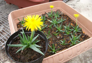 送料込み,忍者のマキビシ風多肉植物,約5cm1つ(花2-3,9-11月)