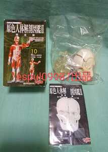 yujin ユージン 原色人体解剖図鑑Ⅱ 完全版 シークレット 1/6 10分割 頭蓋骨分割模型 新品