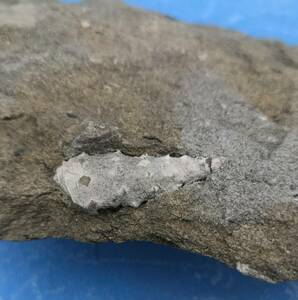 ビカリアなどの化石の入った数個の化石が見えます石クリーニングすると簡単に化石取り出せます送料全国一律レターパックプラス５２０円