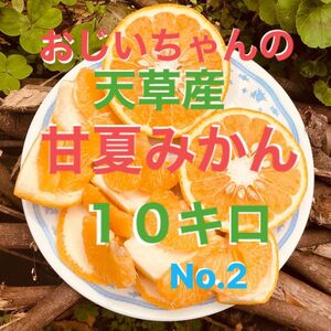 No.2 天草産　甘夏みかん１０キロ　