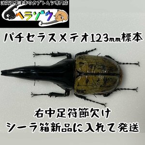 パチセラスメテオ123mm標本新品シーラケース付き（ヘラクレスオオカブト原名亜種DHヘラクレス死虫）