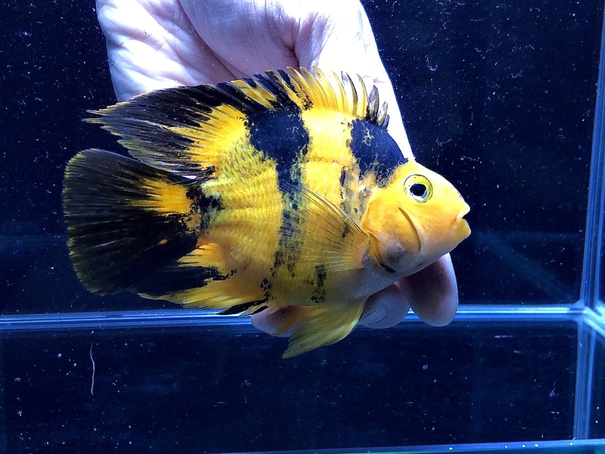 ヤフオク! -)激レア(熱帯魚)の中古品・新品・未使用品一覧 ヤフオク! -)激レア(熱帯魚)の中古品・新品・未使用品一覧