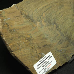 ストロマトライト【Omachtenia omachtensis】【431g】カナダ産/古原生代/先カンブリア代/シアノバクテリア/化石/原石/鉱物