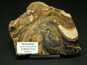 ストロマトライト【Stromatolite】【366ｇ】ボリビア共和国産/シアノバクテリア/化石/原石/鉱物