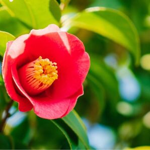 つばき 挿し木用