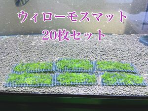 そのまま使えるウィローモス 6cm×4cm 20枚セット　南米ウィローモス無農薬　24時間以内配送