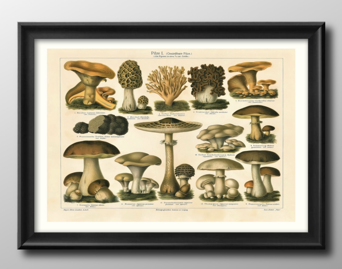 13477■免运费！！艺术海报绘画A3尺寸蘑菇图画书插图设计斯堪的纳维亚哑光纸, 住宅, 内部的, 其他的