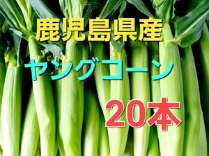 期間限定！【鹿児島県産】旬の皮付きヤングコーン20本 おまけ付き