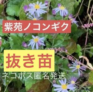 期間限定　増量中【紫苑シオンノコンギク】抜き苗　山野草宿根草無農薬野菊野紺菊秋咲き