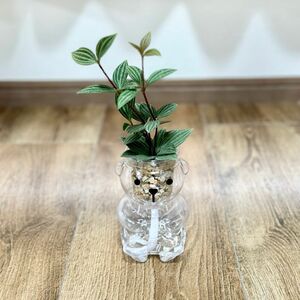 ペペロミア プテオラータ 観葉植物 ハイドロカルチャー 底面給水 水耕栽培 かわいい 可愛い くま クマ bear お手入れ簡単