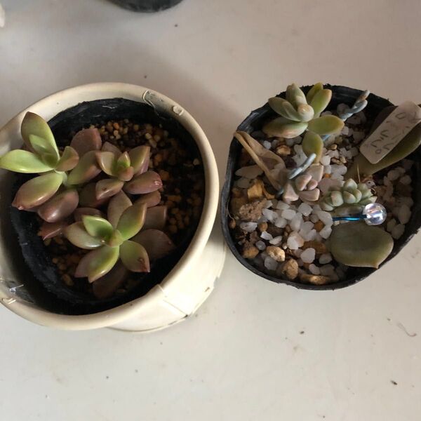多肉植物 苗、葉挿し