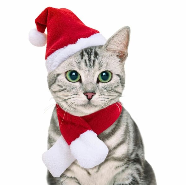 【人気商品】40％off！ 猫 犬 ペット クリスマス サンタコス 帽子 スカーマフラー