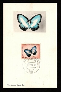 蝶 ニューギニア 切手 ＭＣ オランダ領 蘭領 シロモンルリシジミＦＤＣ シジミチョウ 昆虫 チョウ