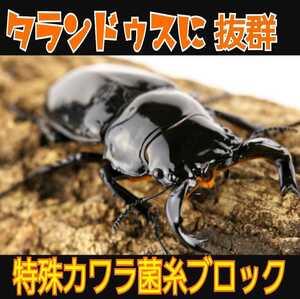 極上☆カワラ菌糸ブロック　 4000cc 　クヌギ１００％　初菌使用　 タランドゥスやオウゴンオニクワガタ・レギウスの大型化に！産卵床にも