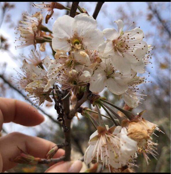 暖地桜桃　花苗　1株　さくらんぼの木　シンボルツリー庭木　即購入禁止
