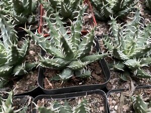 エリナケア Aloe erinacea 稀少アロエ 20株