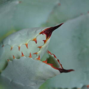 アガベ パリーハイブリット 良株 抜き苗 Agave parryi hybrid (グラキリス、パキプス、コミフォラ、アガベ,ホリダ、パラサナ）の画像10