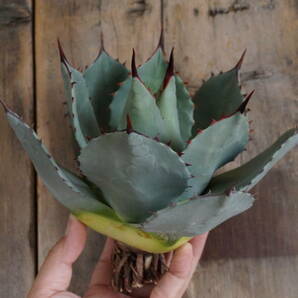 アガベ パリーハイブリット 良株 抜き苗 Agave parryi hybrid (グラキリス、パキプス、コミフォラ、アガベ,ホリダ、パラサナ）の画像1