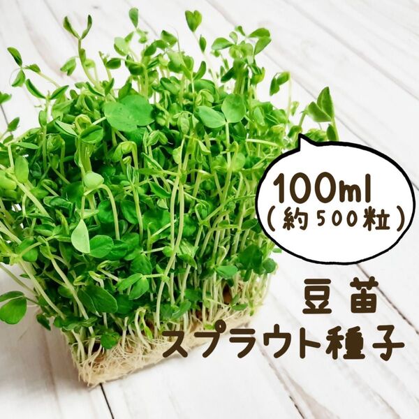 豆苗 スプラウト種子100ml(約500粒)