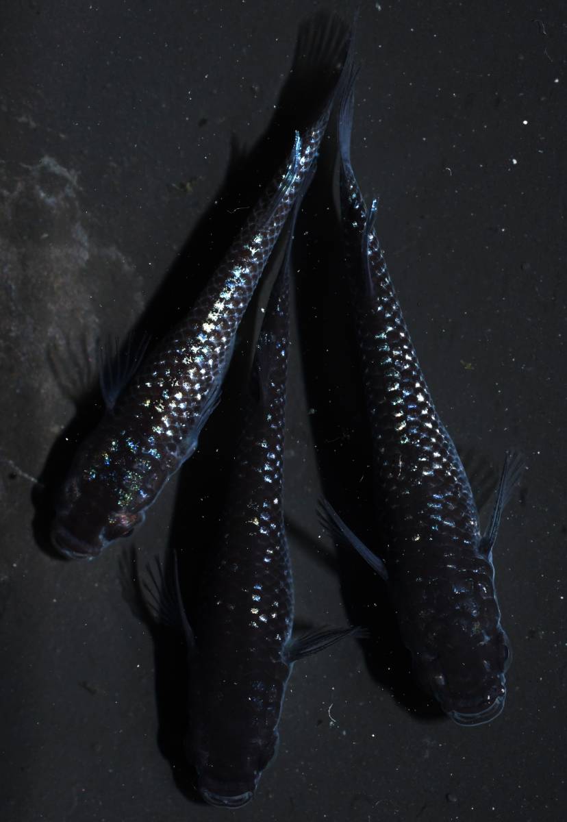 メダカファーム本陣】H-18 サバンナ様血統 ブルームーン 若魚1ペア メダカファーム本陣 22-8 蒼煌リアルロングフィン(極上)若魚1ペア