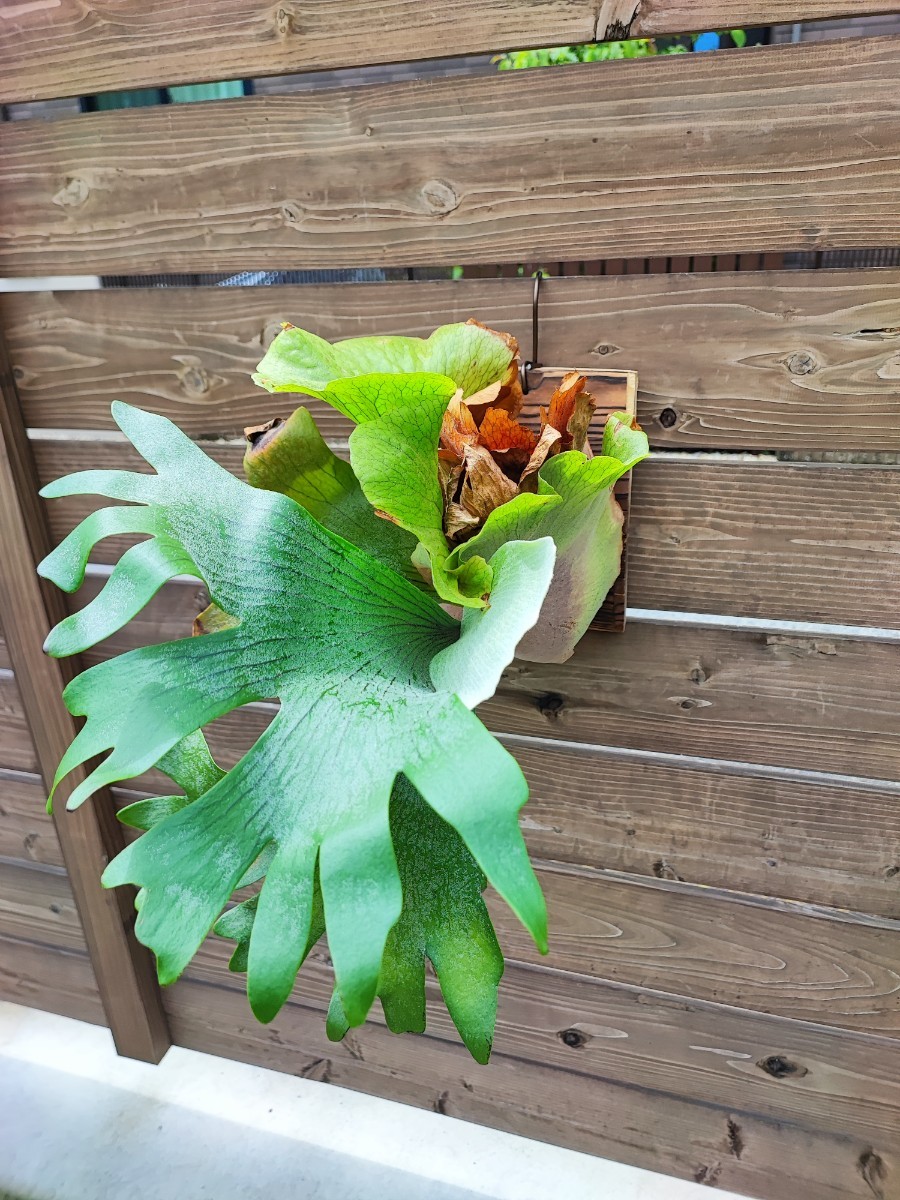 ヤフオク! -「シルバー~~」(ビカクシダ、コウモリラン) (観葉植物)の