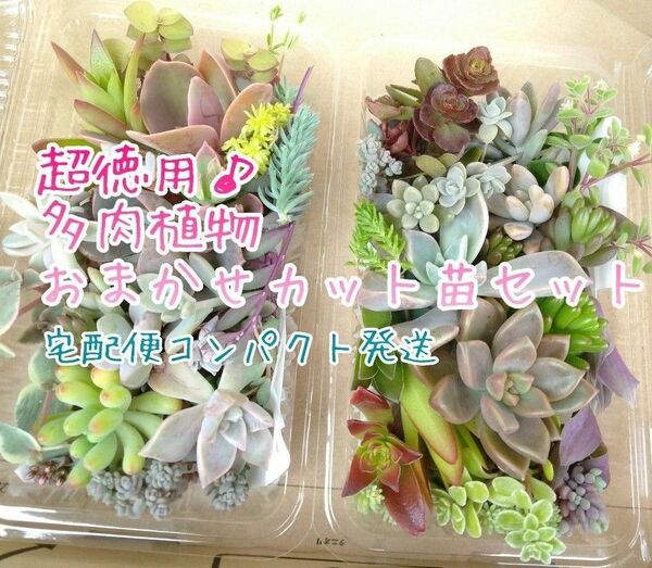 宅配便コンパクト☆お徳用 多肉植物 カット苗セット 大パック×2