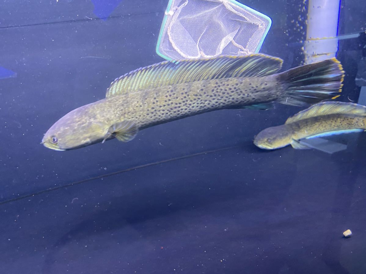 ヤフオク! -「(幻 レア)」(熱帯魚) (魚類、水生生物)の落札相場・落札価格 ヤフオク! -「(幻 レア)」(熱帯魚) (魚類、水生生物)の落札相場・落札価格