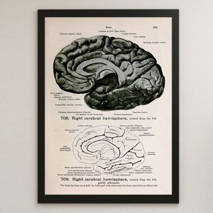 右脳 人体解剖学 医学 図解② イラスト アート 光沢 ポスター A3 バー カフェ クラシック インテリア 図鑑 研究 生物学 人間 アナトミック