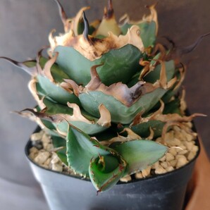 【AGAVE TITANOTA HADES】ハデス 恐龍牙齒 アガベ チタノタ 子株 台湾株の画像3