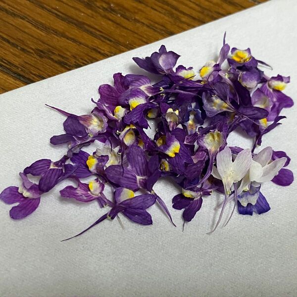 花材　ハーバリウム　ドライフラワー　レジン　紫　パープル　押し花