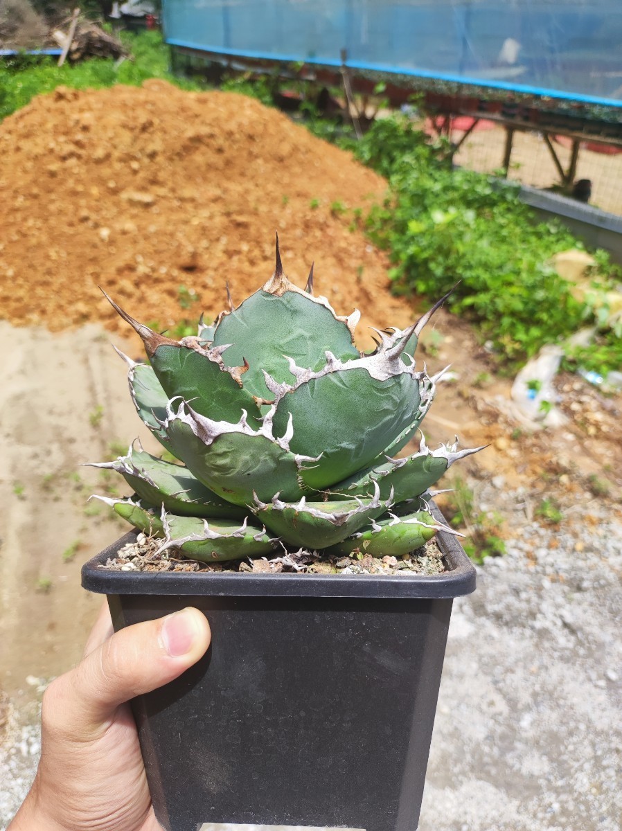 限定セール! H60多肉植物アガベ 11多肉植物アガベ ブラックファイヤー