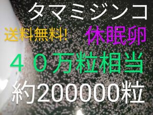 送料無料!　タマミジンコ　休眠卵　４０万匹相当（約20万個）常温保存　取説付　めだか　針子　熱帯魚　グッピー　金魚　餌