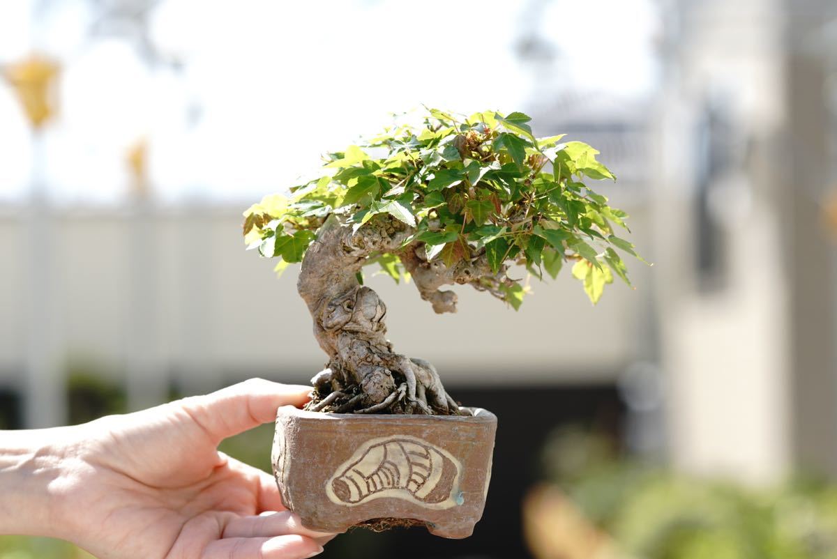 ヤフオク! -「盆栽 カエデ」の落札相場・落札価格