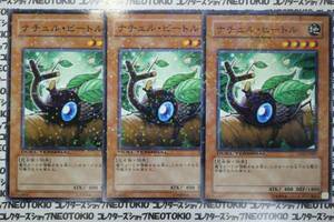 遊戯王 ナチュル・ビートル(ノーマル DT03)×3枚セット