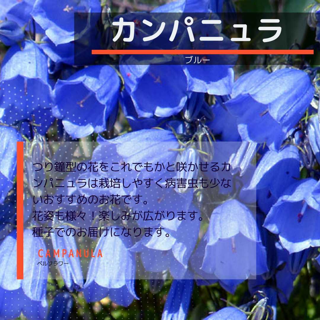 新作入荷!!】 306my13◇経絽 美品 金糸 豪華 銀糸 花柄 花